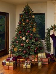 BH Balsam Fir Christmas tree